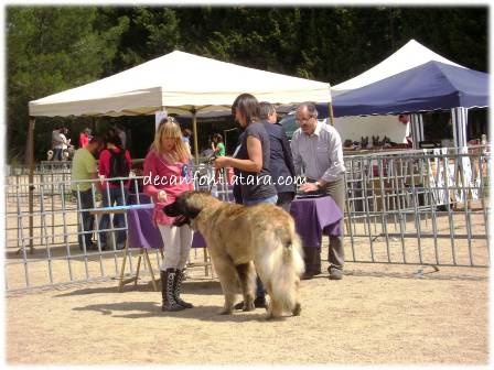 TR. CH. Ambar del guinell (simba) - Excelent 1º, MR - Mejor de Raza - BOB