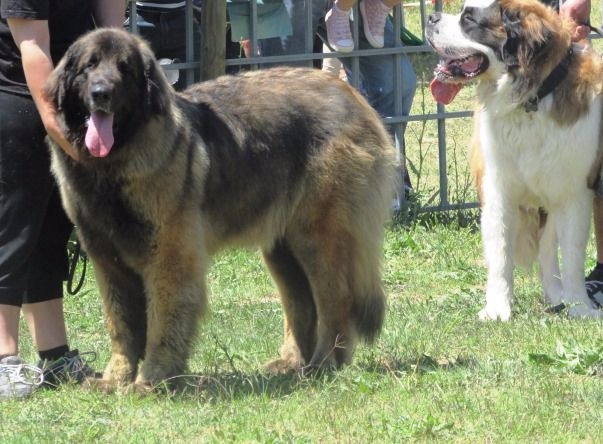 TR. CH. Idole wady du chemin de dolimon - EXC 1º -BOB-BOS