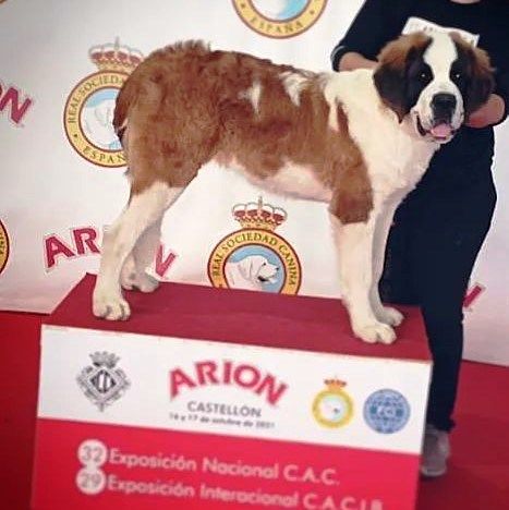 Sia des préludes du chassignolan - MC1 BEST PUPPY BOB