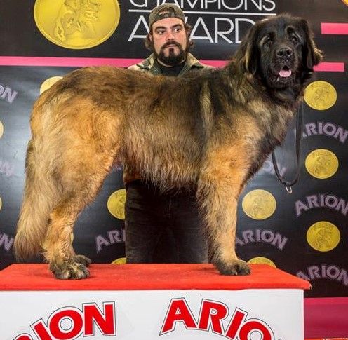 TR. CH. Mango Inukamour - EXC 2 RCAC-RCACIB