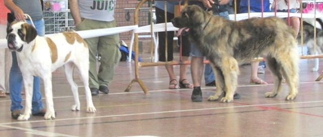 TR. CH. Ambar del guinell (simba) - Excellent 1º - MR - BOB