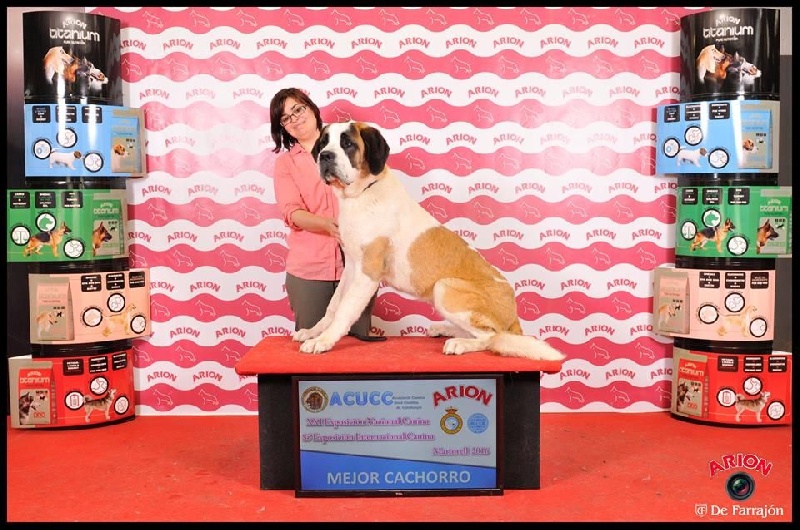 TR. CH. Georgia de Can Font - BEST PUPPY - MC 1º -MC-BOB
