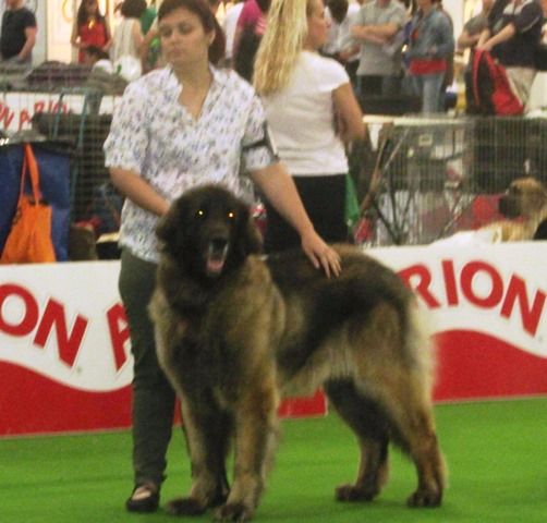 TR. CH. Idole wady du chemin de dolimon - EXC 3º