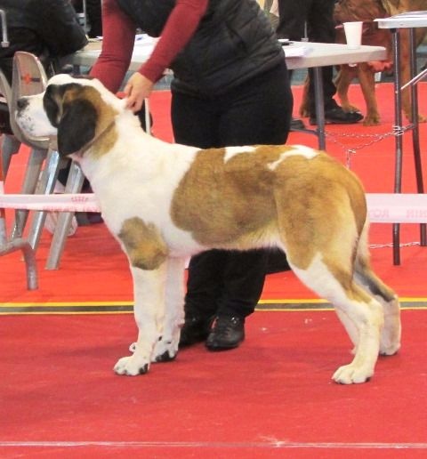 TR. CH. Georgia de Can Font - TBB