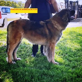 TR. PÉnÉlope du Bonnie Blue Flag - EXC