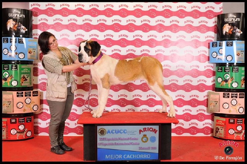 TR. CH. Georgia de Can Font - BEST PUPPY - MC 1º -MC-BOB