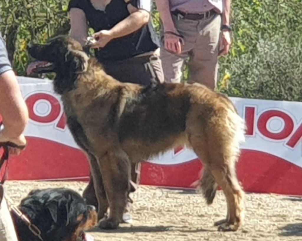 TR. PÉnÉlope du Bonnie Blue Flag - EXC 1 - CAC- BOB -MR