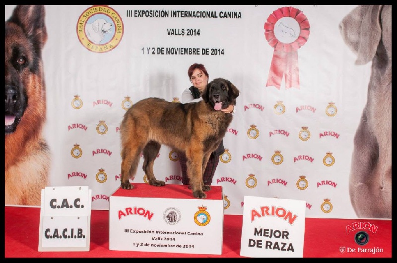 TR. CH. Idole wady du chemin de dolimon - EXCELLENT 1º - CAC- CACIB -BOS- BOB