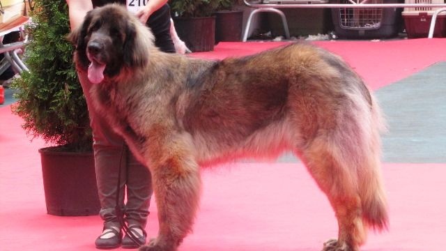 TR. CH. Idole wady du chemin de dolimon - EXCELLENT 1º RCAC