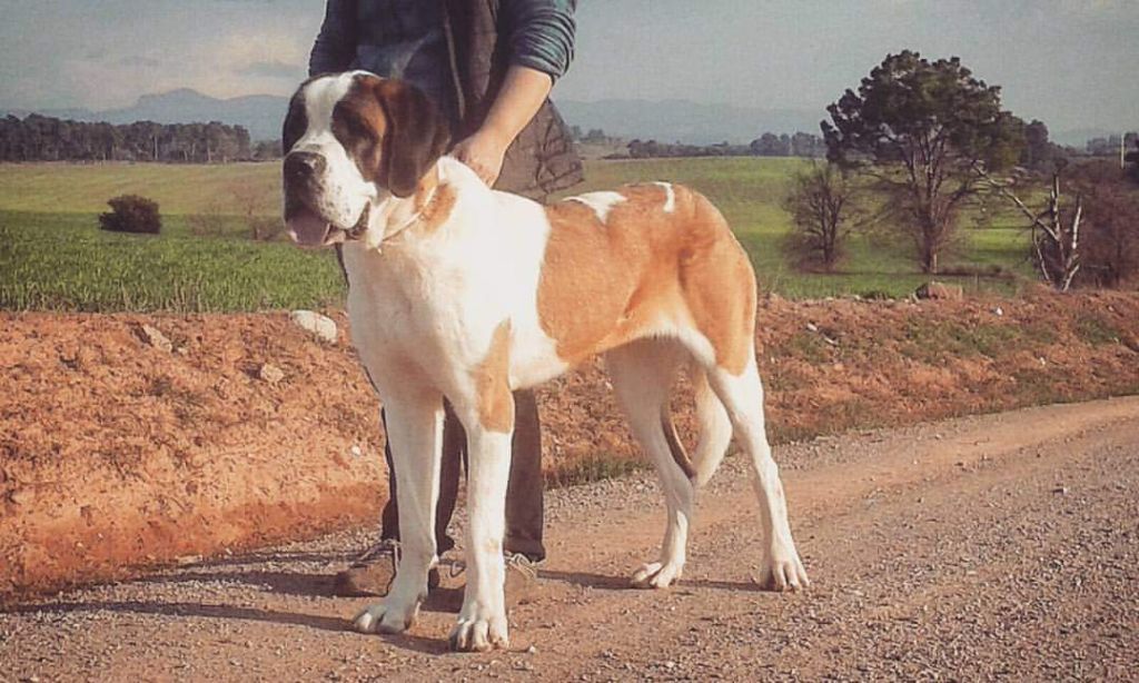 TR. CH. Georgia de Can Font - EXC 1 BOB MR