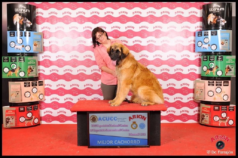 Laria nice de Can Font - BEST PUPPY - MC 1º -MC-BOB