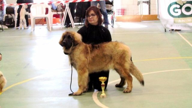 Lanka d´corail de Can Font - BOG+BOP+BIS