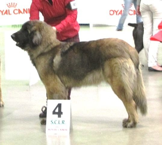 TR. CH. Idole wady du chemin de dolimon - EXC.4º