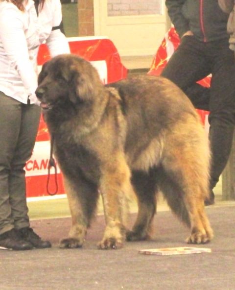 TR. CH. Idole wady du chemin de dolimon - EXC.1º RCAC-RCACIB