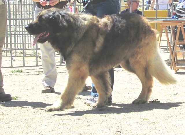 TR. CH. Ambar del guinell (simba) - Excellent 1º - MR - BOB