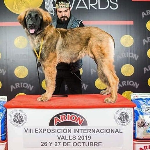 TR. PÉnÉlope du Bonnie Blue Flag - MB1 MUY PROMETEDOR BEST PUPPY