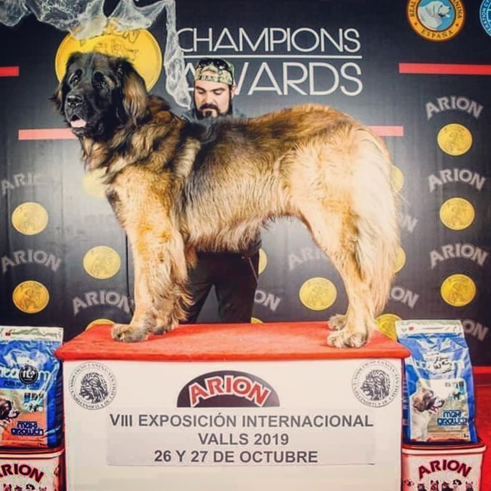 TR. CH. Mango Inukamour - EXC 1 CAC-CACIB MR BOB