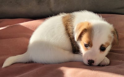 Les chiots de Jack Russell Terrier