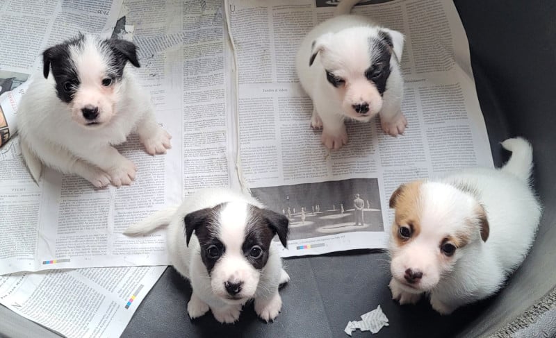 Jack Russell Terrier - Du Haras Du Theil