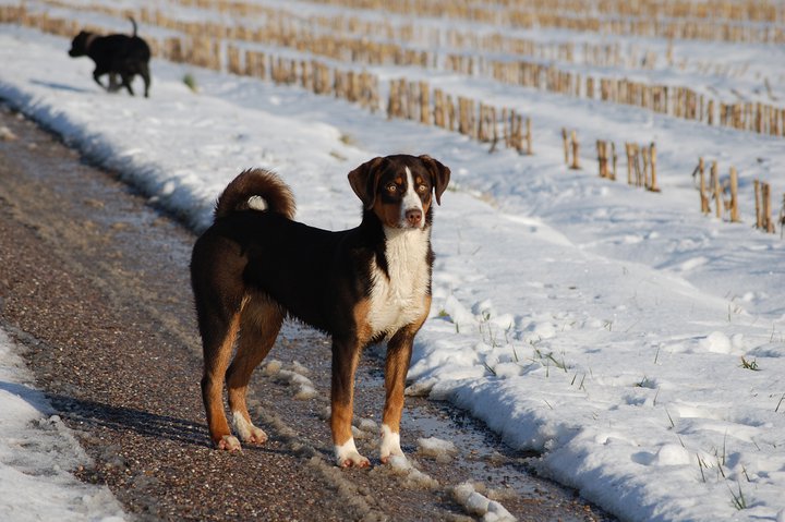 Publication : du Domaine de la Tourbiere