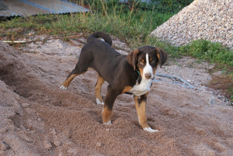 Publication : du Domaine de la Tourbiere