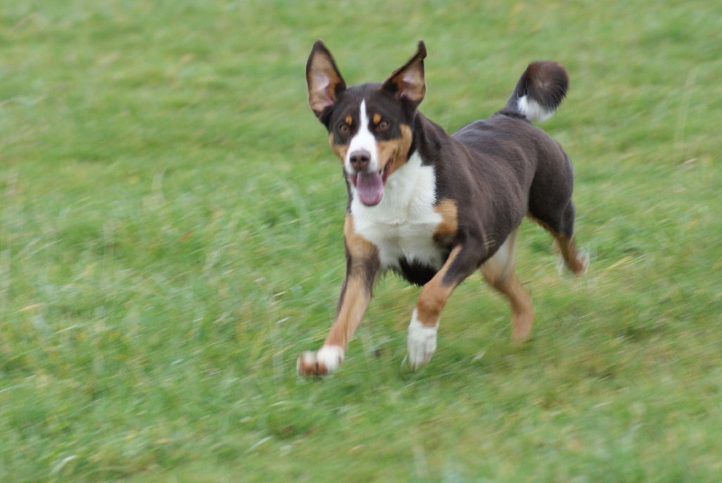 Publication : du Domaine de la Tourbiere