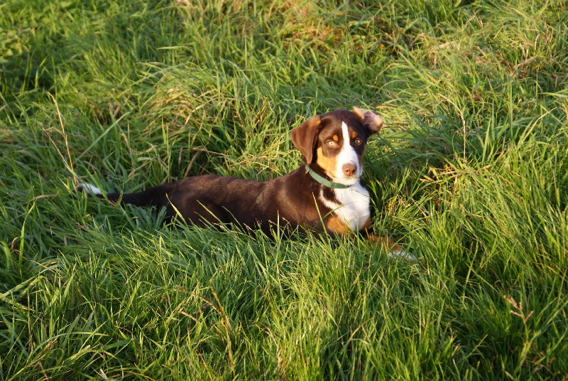 Publication : du Domaine de la Tourbiere