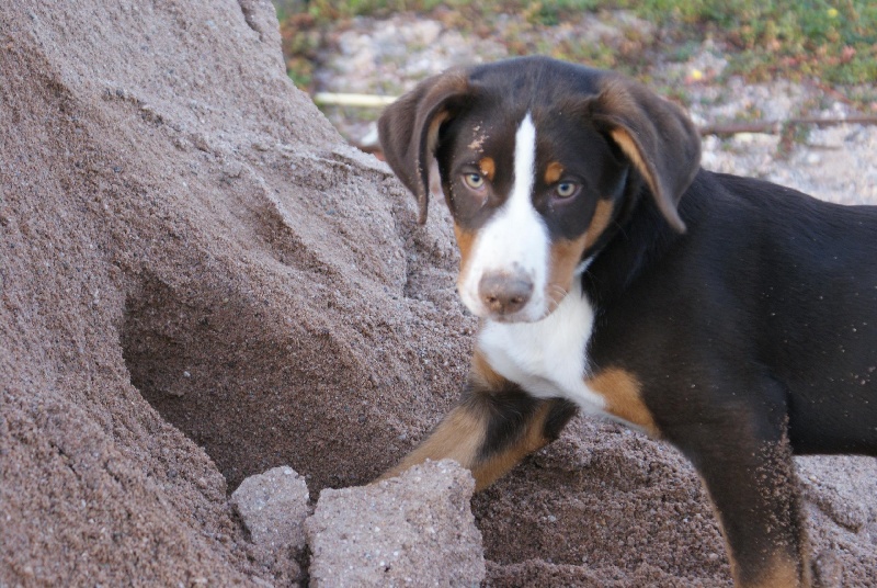 Publication : du Domaine de la Tourbiere