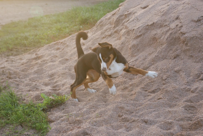 Publication : du Domaine de la Tourbiere
