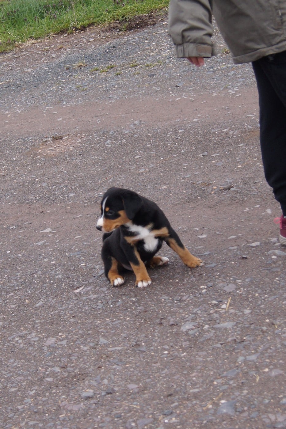Bouvier de l'Appenzell (appenzellois) - du Domaine de la Tourbiere