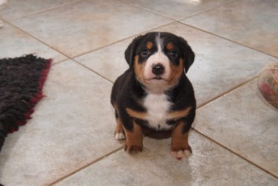 Les chiots de Bouvier de l'Appenzell (appenzellois)