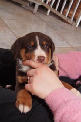 Les chiots de Bouvier de l'Appenzell (appenzellois)