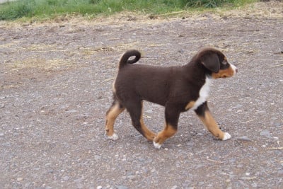 Les chiots de Bouvier de l'Appenzell (appenzellois)