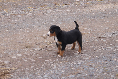 Les chiots de Bouvier de l'Appenzell (appenzellois)