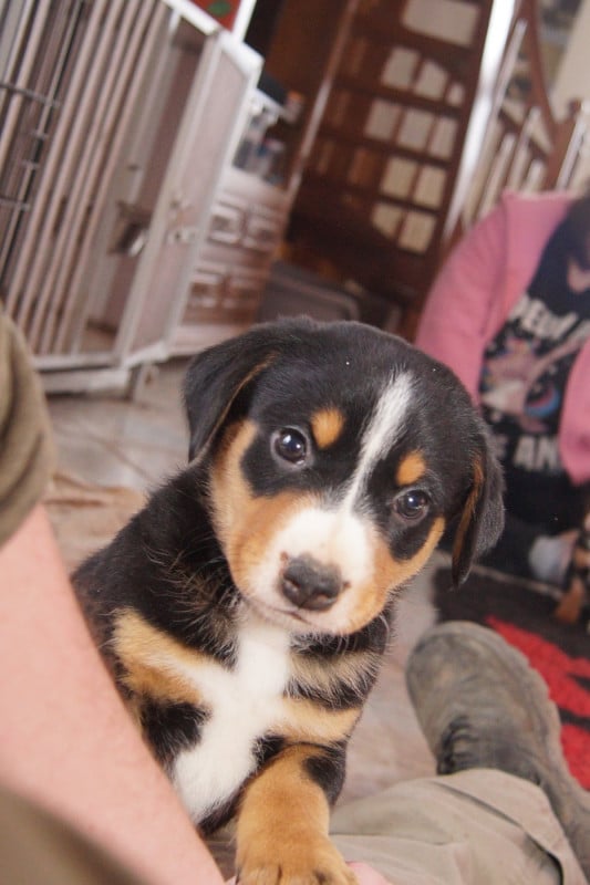 Bouvier de l'Appenzell (appenzellois) - du Domaine de la Tourbiere