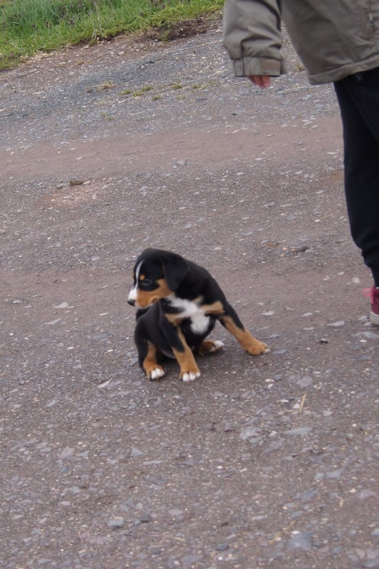 Bouvier de l'Appenzell (appenzellois) - du Domaine de la Tourbiere