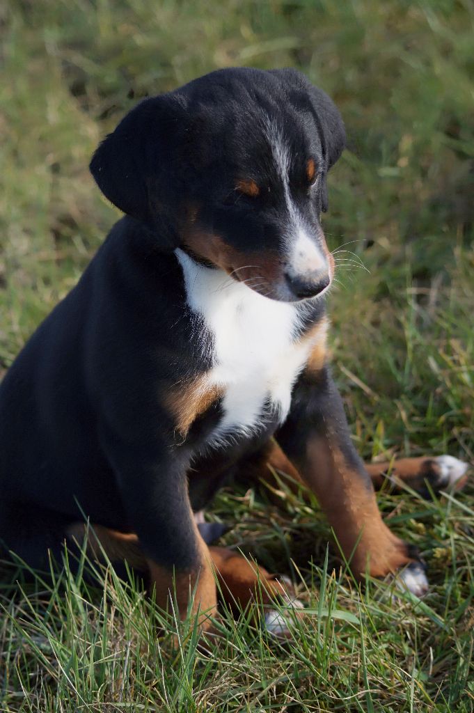 Mâle collier bleu - Bouvier de l'Appenzell (appenzellois)