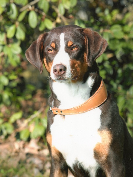 CH. Flemme-hard Du taillis du houx - 1 er excellent CACS Meilleur de race