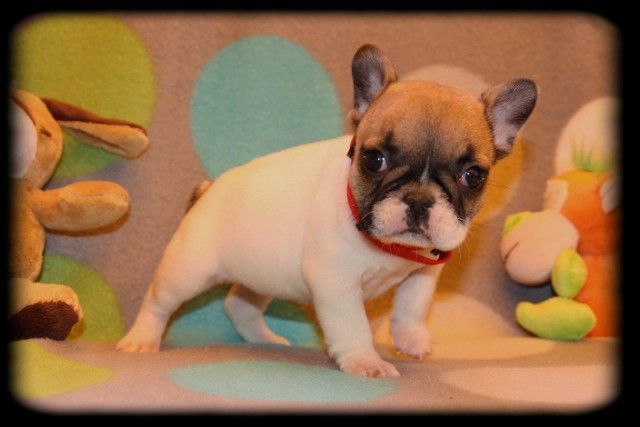 One love du Clos des Papillons