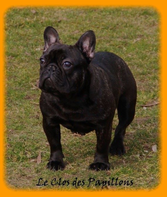 Julia of brasilia du Clos des Papillons