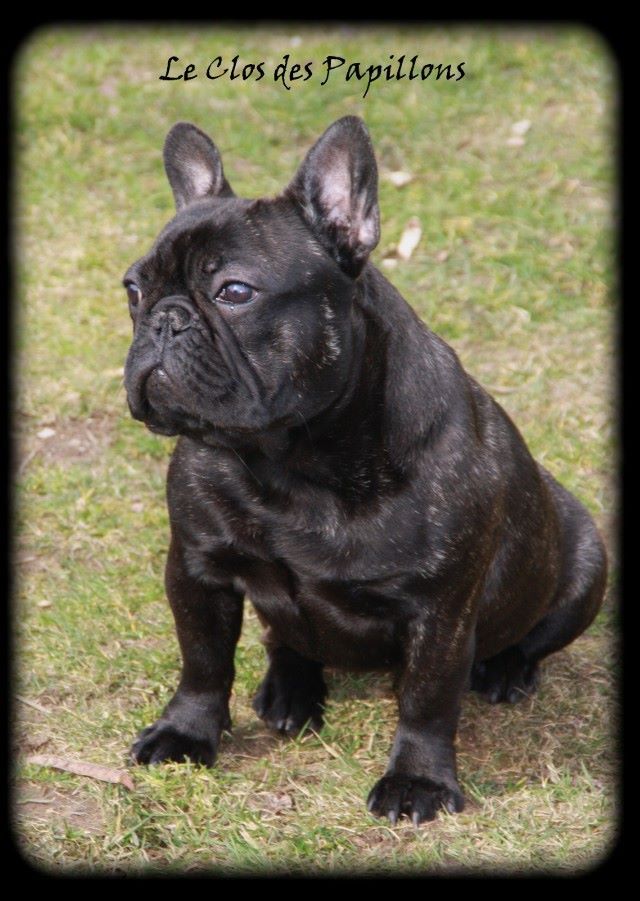 Julia of brasilia du Clos des Papillons