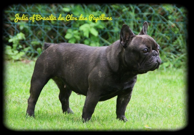 Julia of brasilia du Clos des Papillons