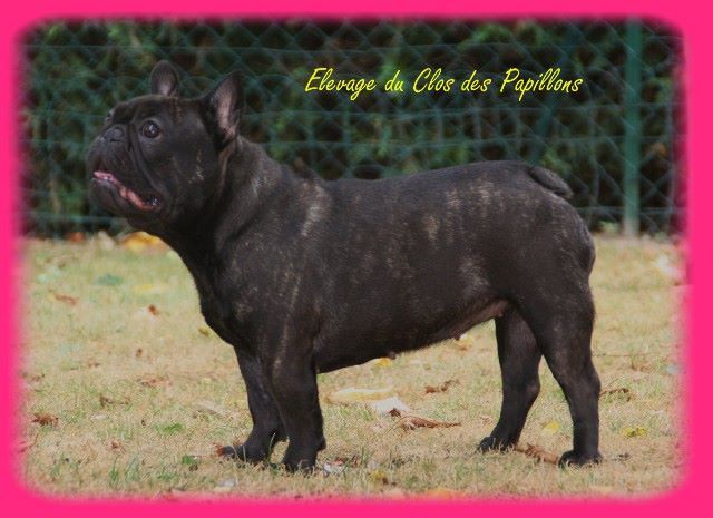 Julia of brasilia du Clos des Papillons