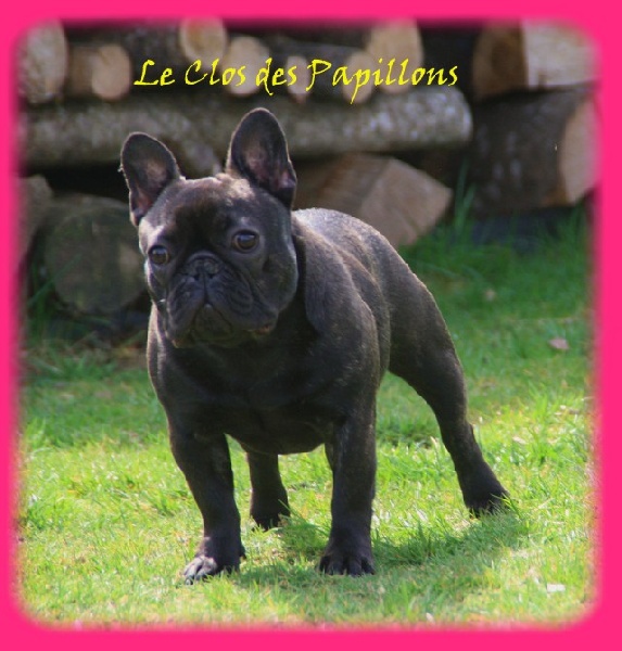 Julia of brasilia du Clos des Papillons