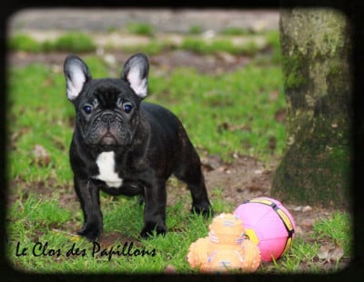 Les chiots de Bouledogue français