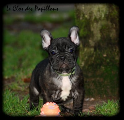 Les chiots de Bouledogue français