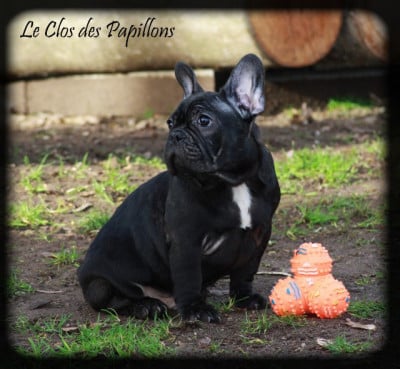 Les chiots de Bouledogue français