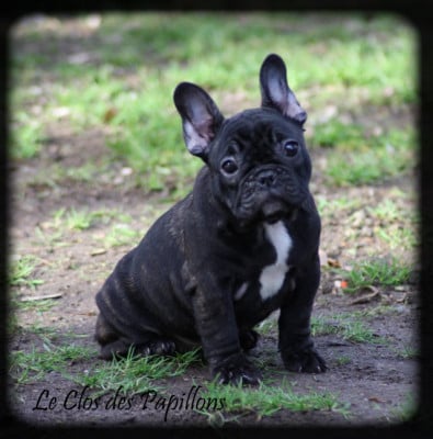 Les chiots de Bouledogue français