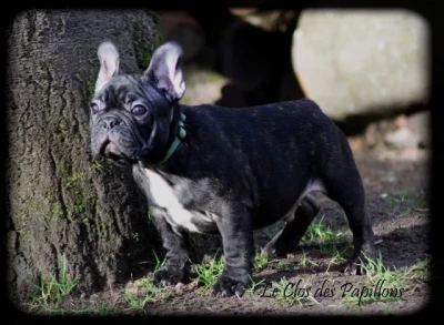 Les chiots de Bouledogue français