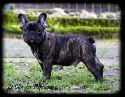 Les chiots de Bouledogue français